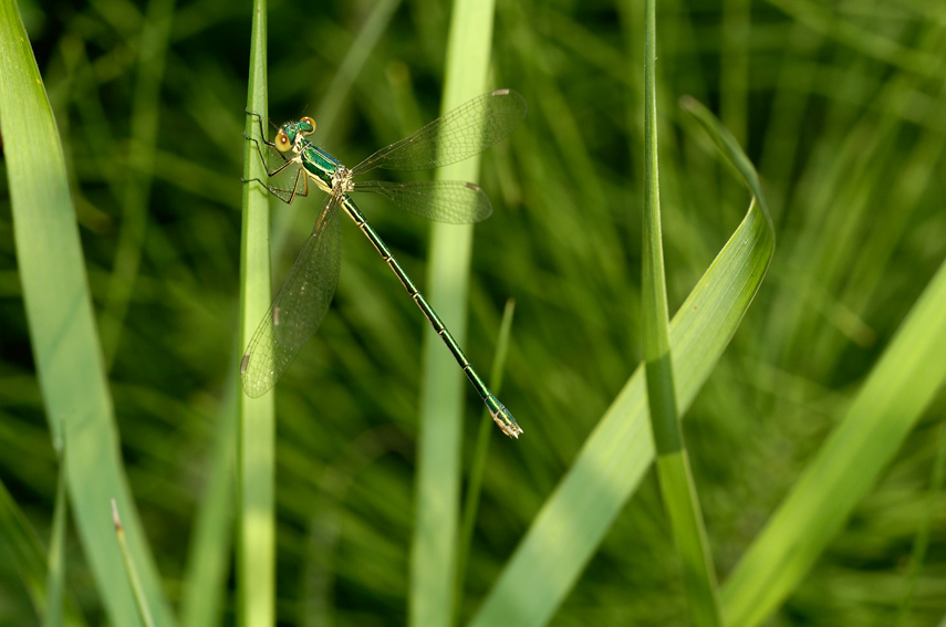 Chalcolestes viridis?